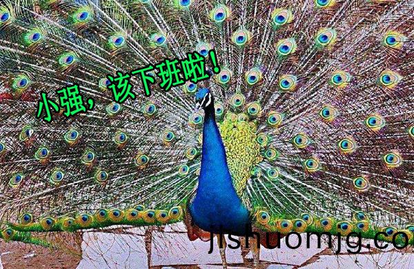 孔雀開屏